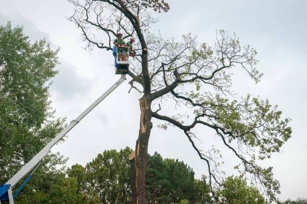 How Our Tree Care Process Works  in  Flemingsburg, KY